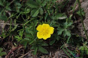 Potentilla anglica